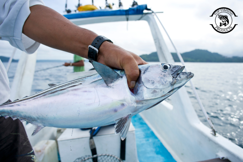 Best Way to Catch Tuna