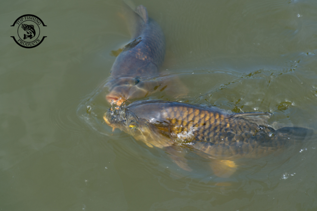 best carp fishing tips for beginners