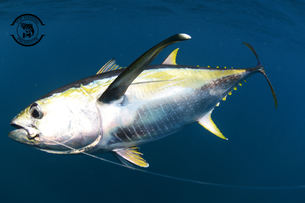 Fishing Techniques for Tuna