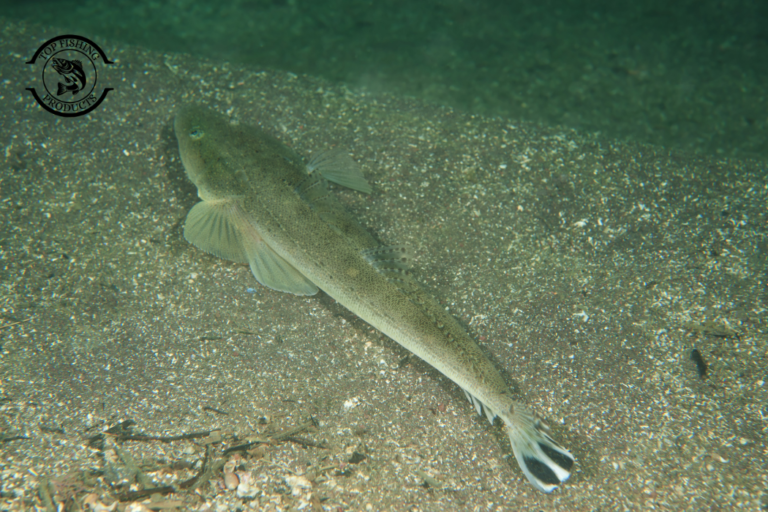 Flathead Fishing Tips