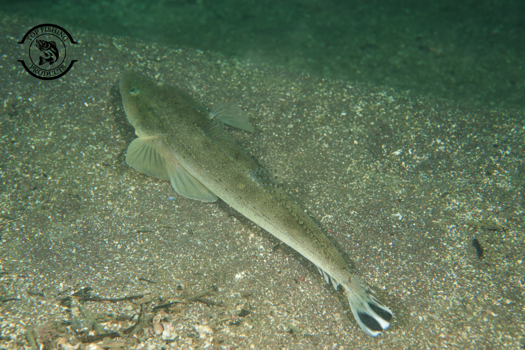 Flathead Fishing Tips