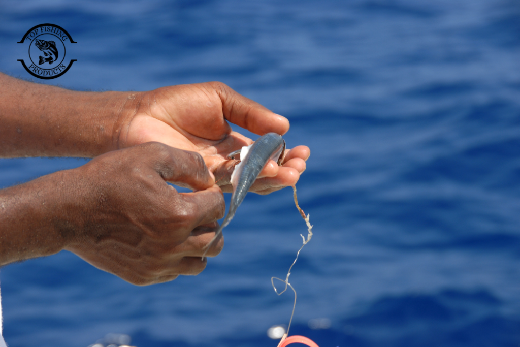 Natural Baits for Tuna