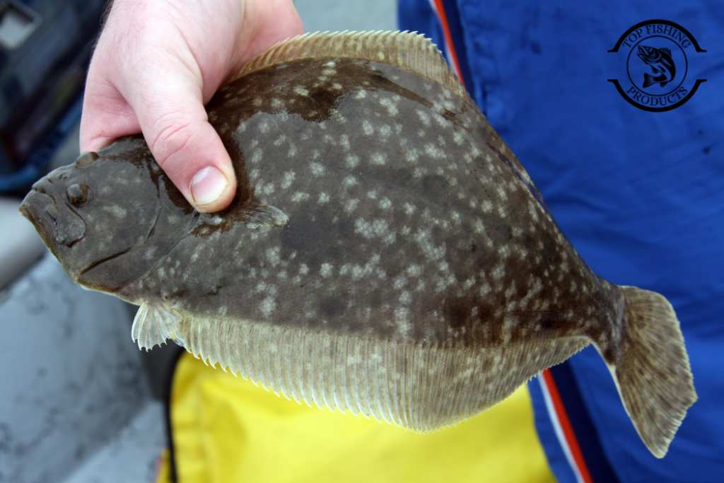 How to Catch Flounder?