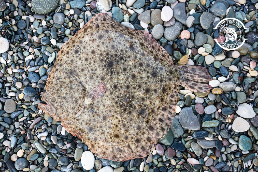 Best time to catch flounder