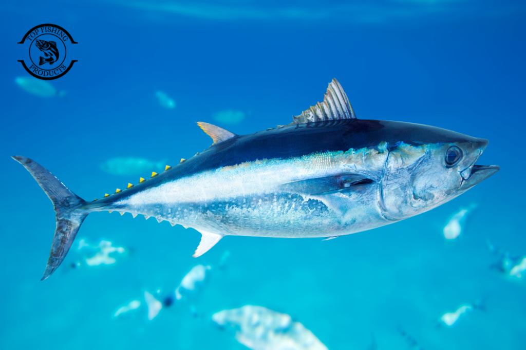 What is a Tuna Fish?