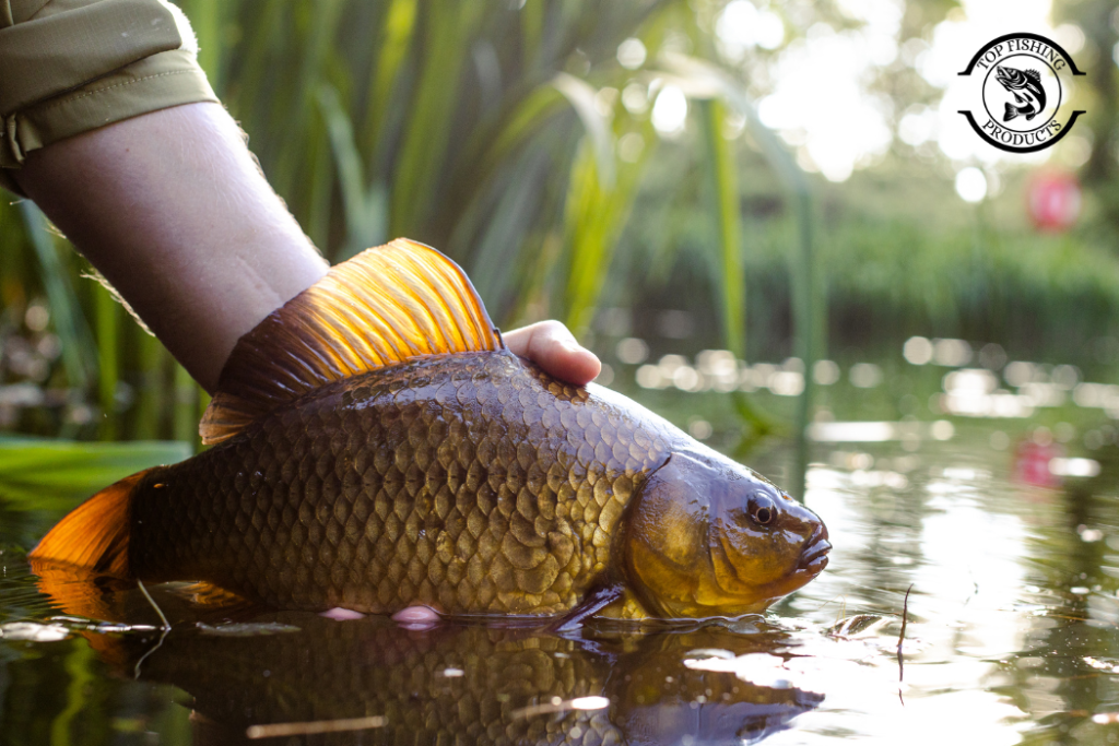 Why Carp Fishing is So Popular