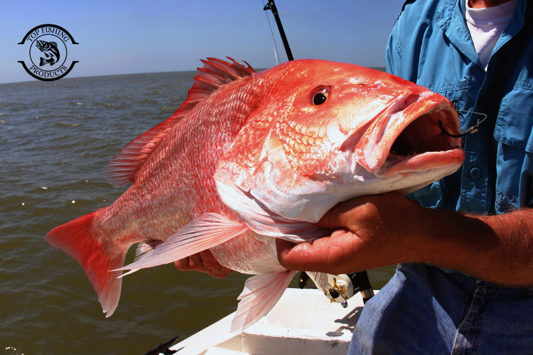Red Snapper Fishing Guide