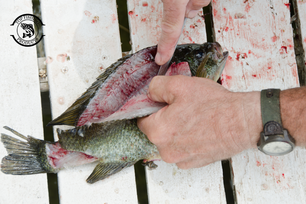 Fish Filleting Techniques