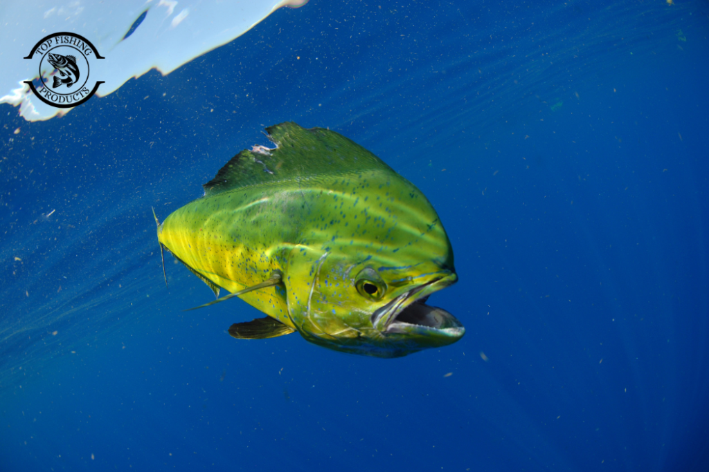 Where to Catch Mahi Mahi Fish