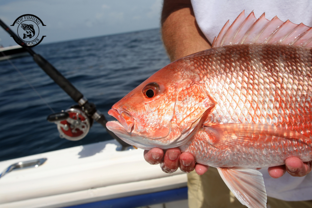 Where to Catch Red Snapper Fish