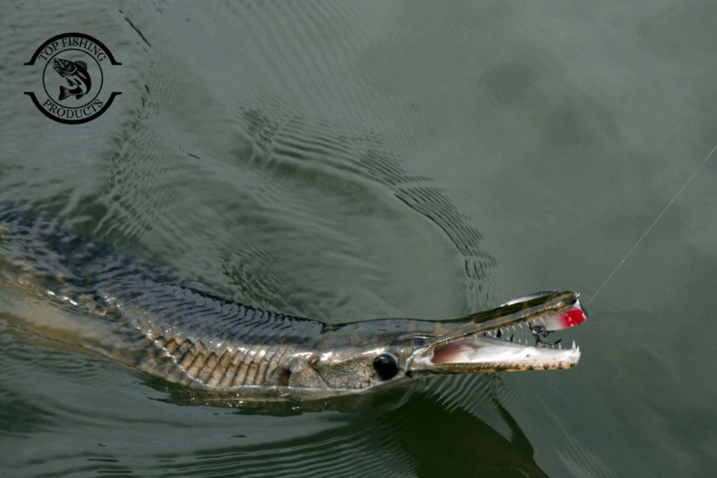 Best Time of Year to Catch Gar Fish