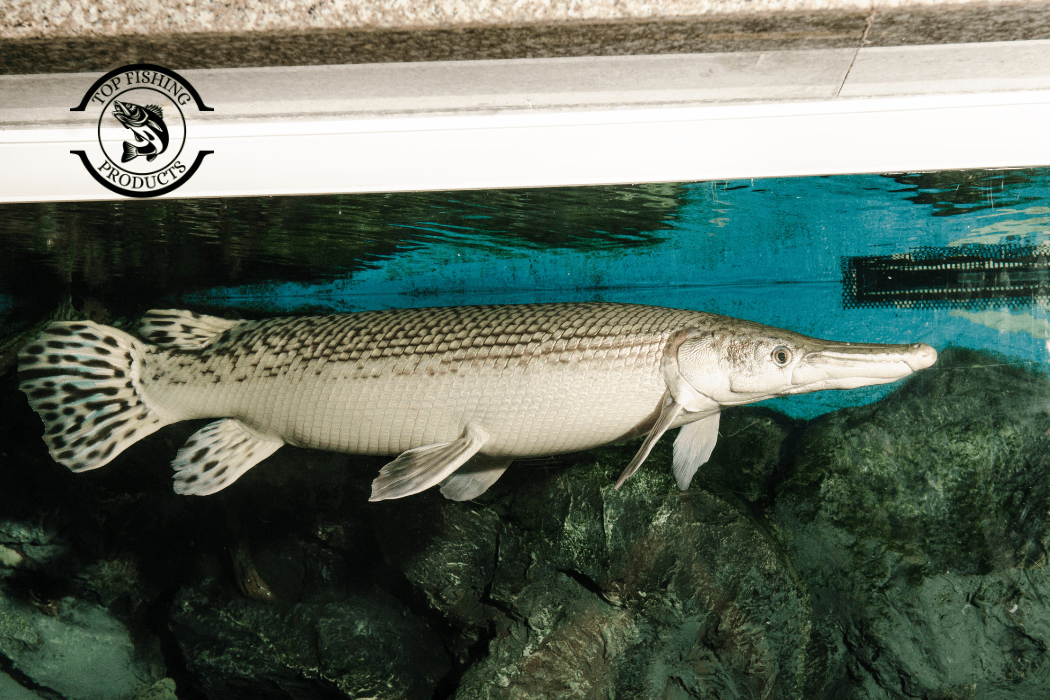 Gar Fish Fishing Tips