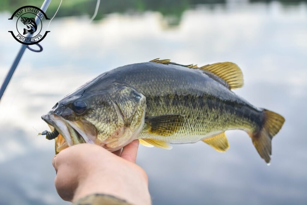 How to Fish for Lake Trout