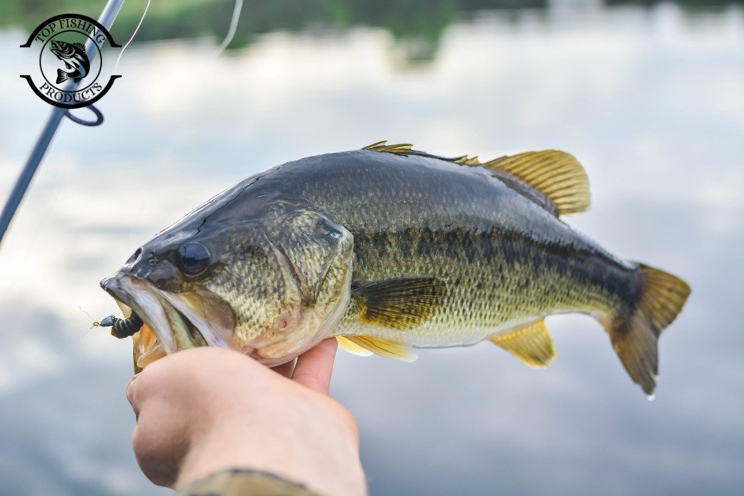How to Fish for Lake Trout