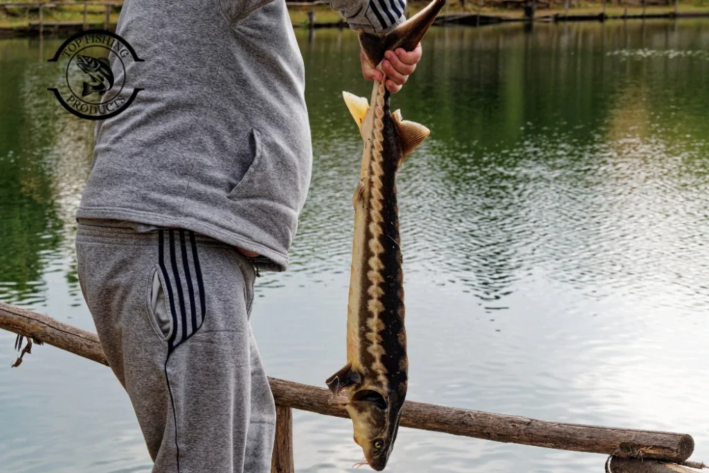 How to Catch a Sturgeon Fish
