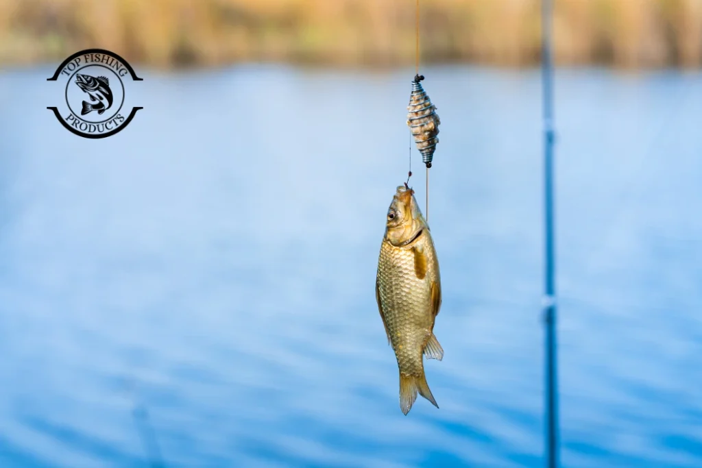 Which Are Best Places to Catch a Sturgeon Fish?