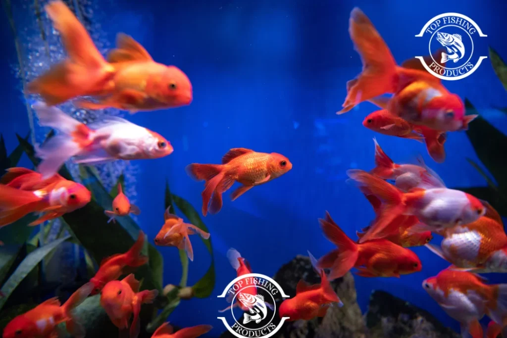 How Long Can Fish Live Without Water