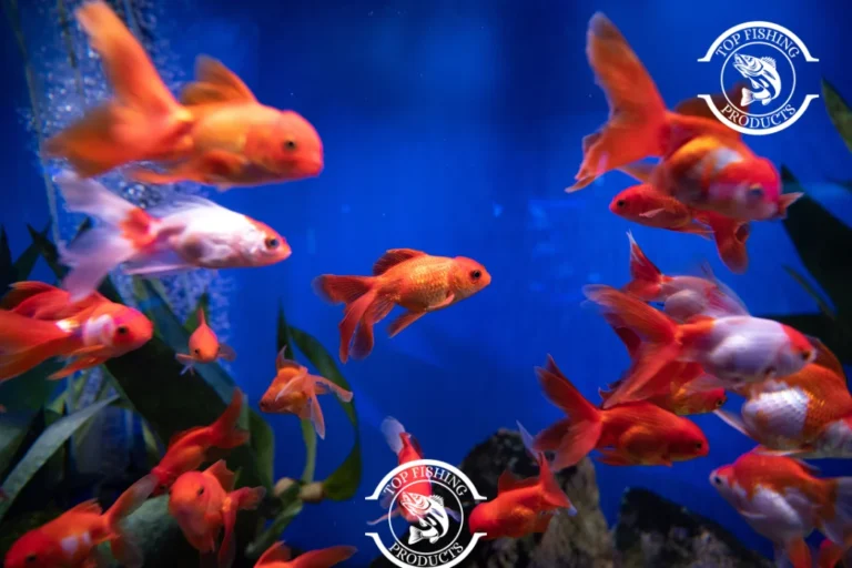 How Long Can Fish Live Without Water