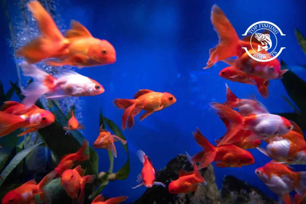 How Long Can Fish Live Without Water
