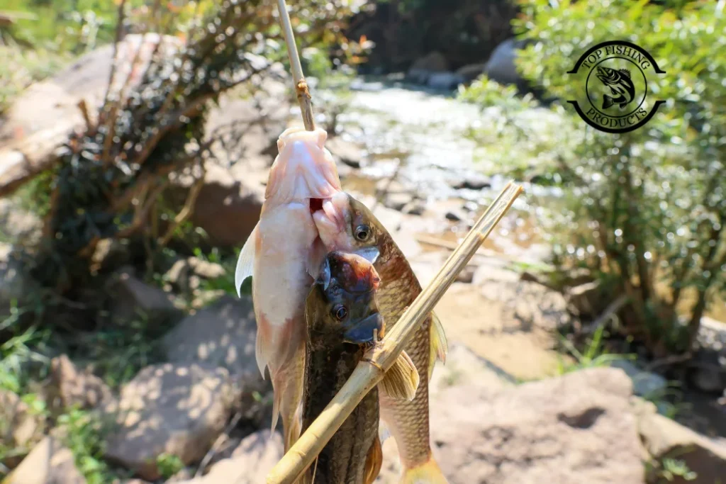 Lead the Fish, Don't Cast At It