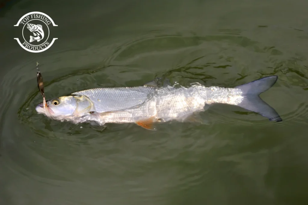 Lip Style and Diving Depth