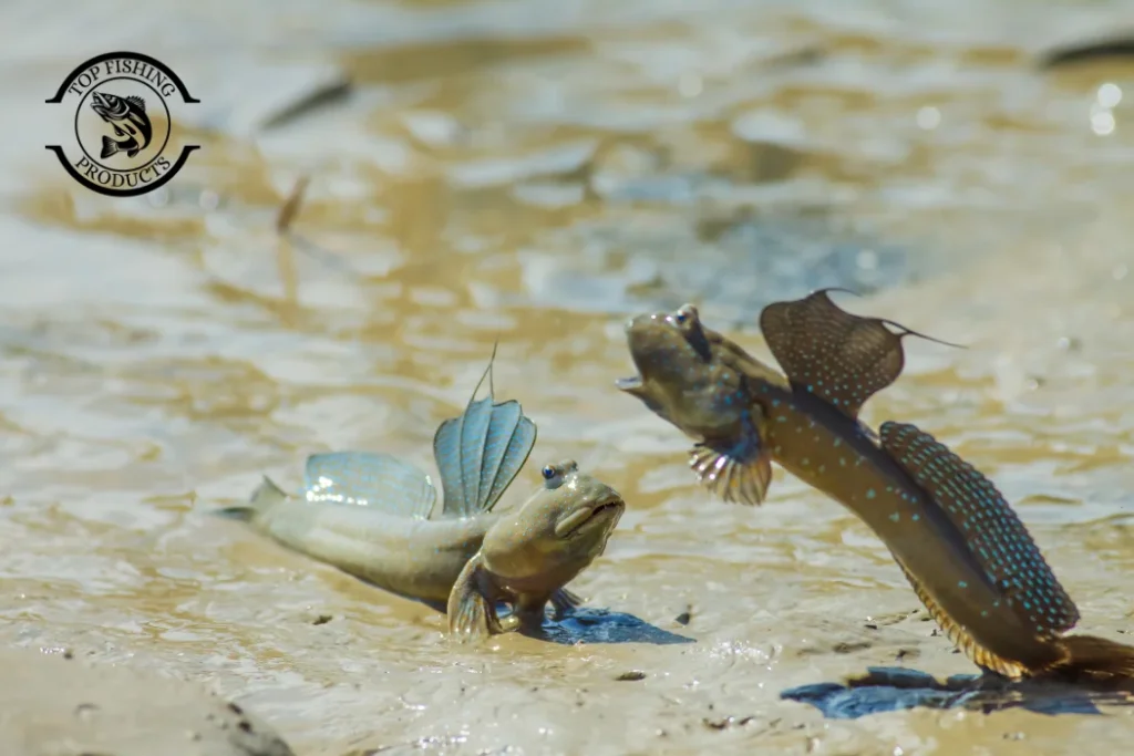 Mudskippers