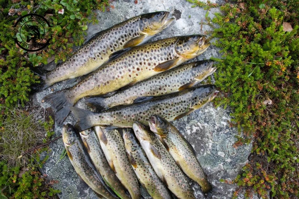 Trout and salmon