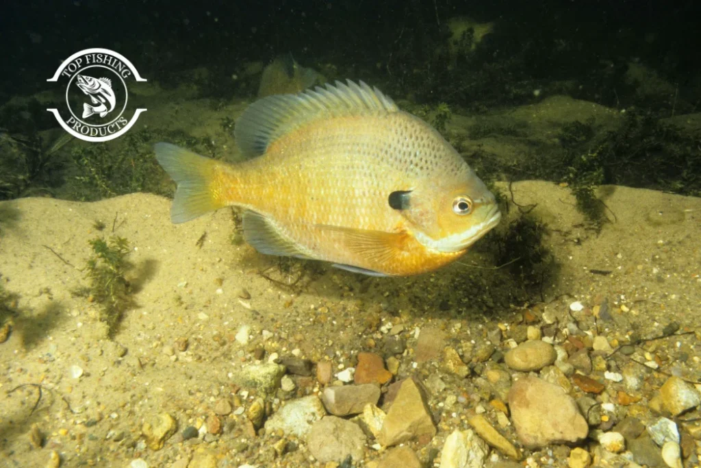 Bluegill Habitat