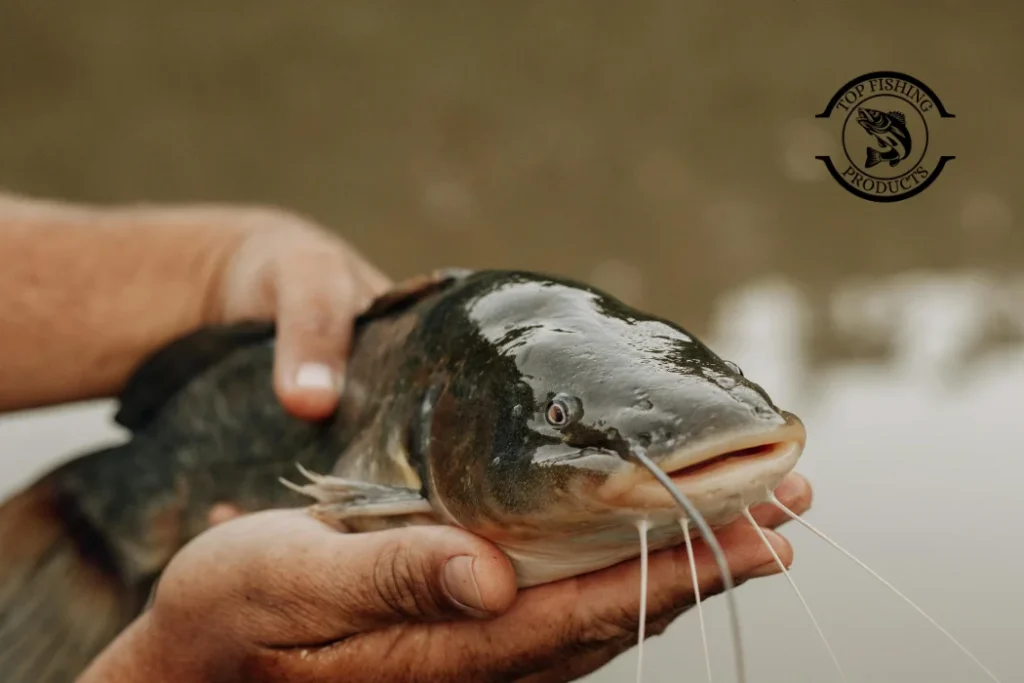 Catfish Fishing
