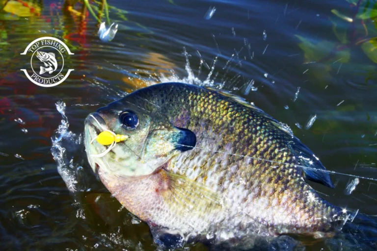 How to Catch Bluegill