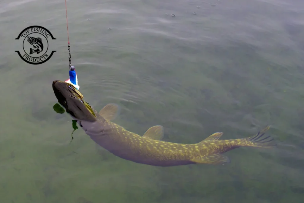 Pike Fishing Setup Guide: Gear That Actually Works