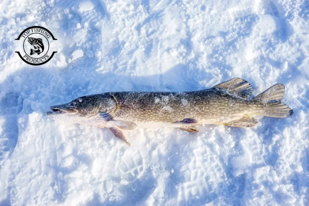 Seasonal Approach to Catching Pike