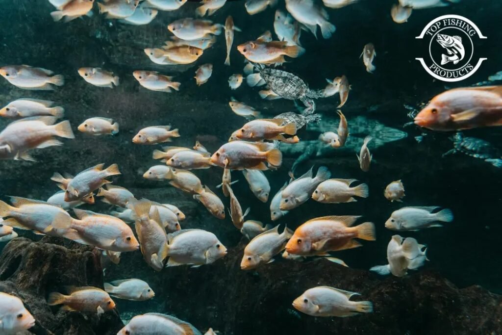 How Rain Affects Fish Behavior