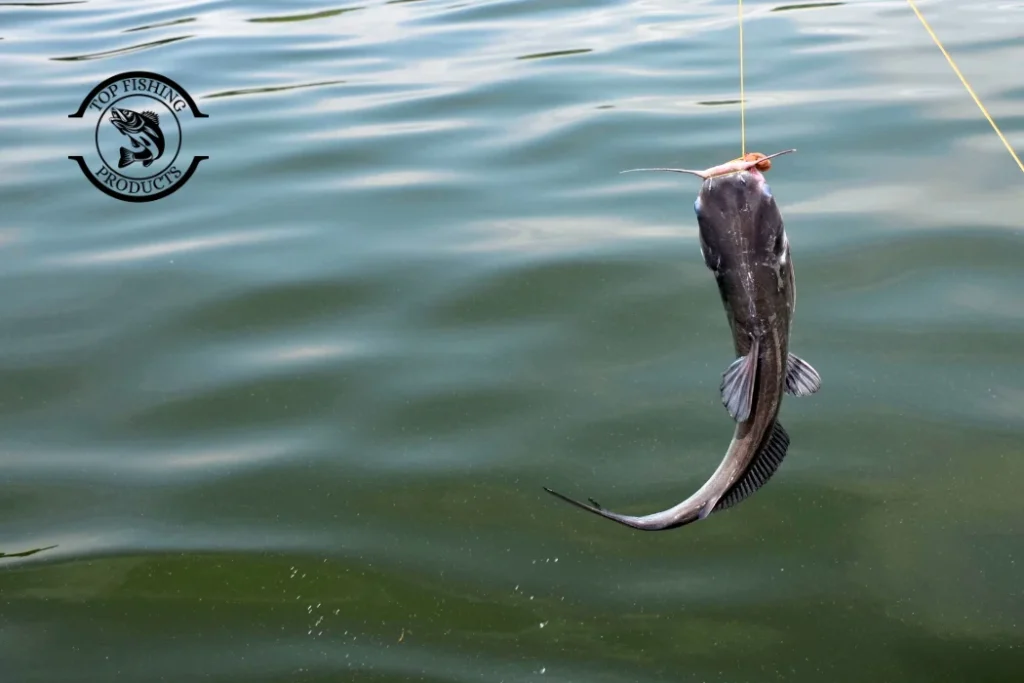Where to Find Catfish