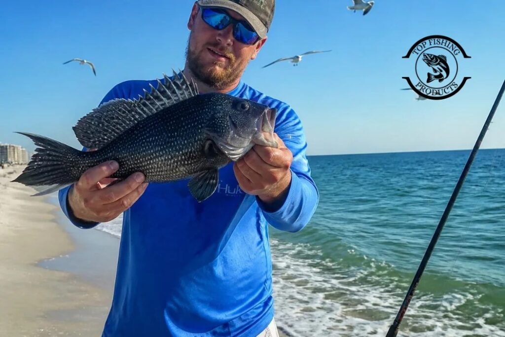 How to Fishing for Black Seabass