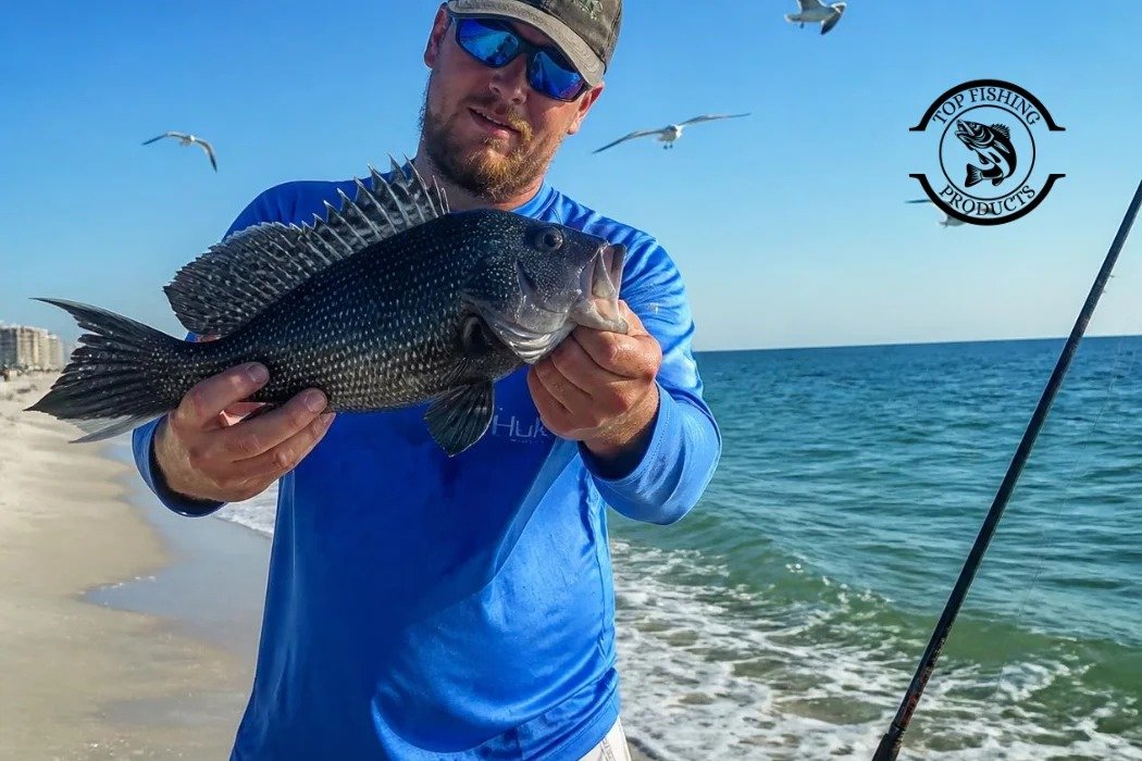 How to Fishing for Black Seabass