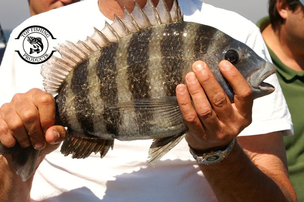 Black Drum vs. Sheepshead_ An Angler's Guide to Two Prized Inshore Fish