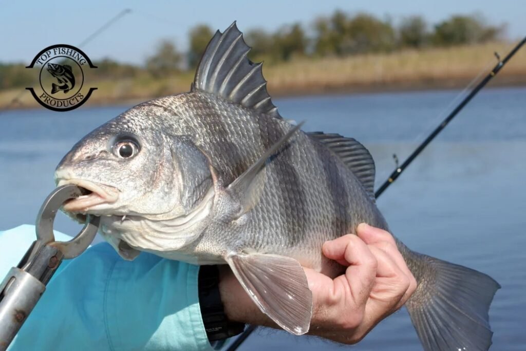 Black Drum and Sheepshead_ The Basics