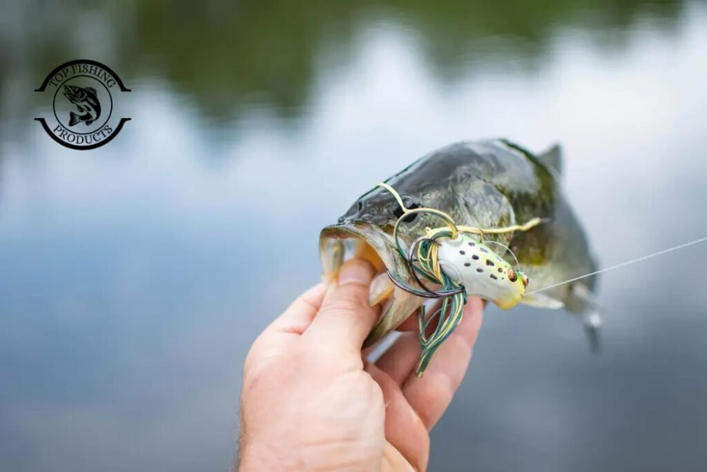 Best Bait for Largemouth Bass