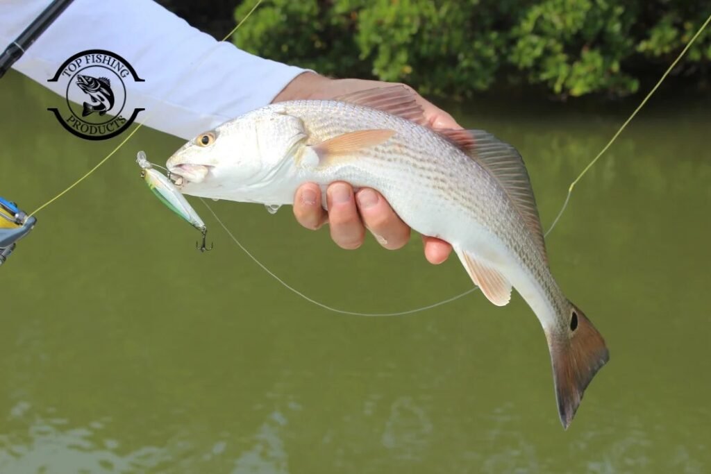Lures and Bait